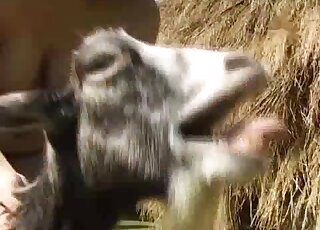 Black bestiality sex