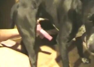 Zoo Porn Clips and Animal Sex