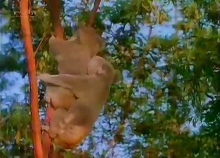 Kinky koalas fucking in the tree