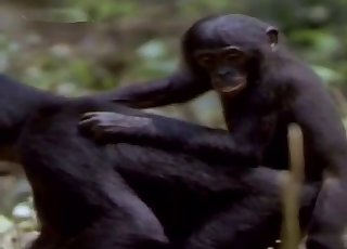 Passionate monkey fucking outdoors