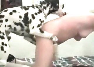 Dalmatian fucked a slender hottie