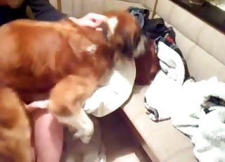 Brown dog punishing that tight hole