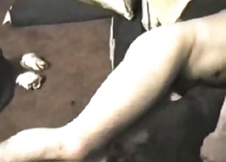 Hond wordt tot onderwerping geneukt
