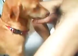 My playful doggy knows how to suck a boner
