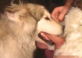 Dog eats a huge dick in close-up mode