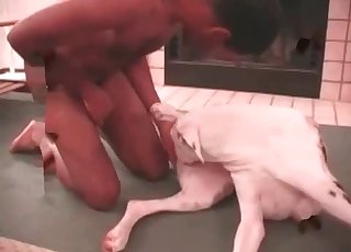 Ebony male is giving his doggy a perfect blowjob