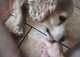 Doggy licking my dick with pleasure and love