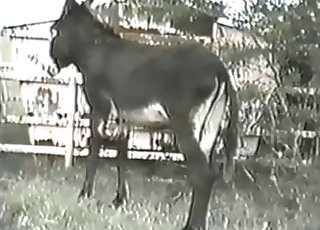 Awesome mule bangs a passionate zoofil