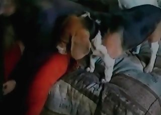 White dog is being created for bestiality XXX