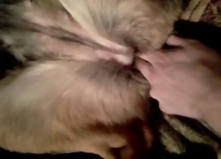 Cute doggy is enjoying nasty bestiality XXX