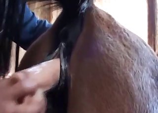 Fucking horse's pussy with a toy