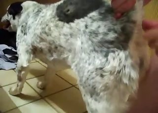 Tlustý pes tvrdě ojel oběšeného hřebce tady