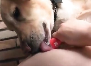 Sweet doggy is licking a face of an Asian zoophile