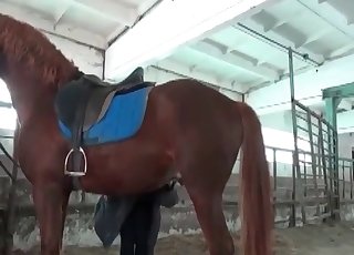 Beautiful brown horse in amazing bestiality