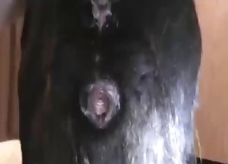 Explorando y sondeando el coño de los animales