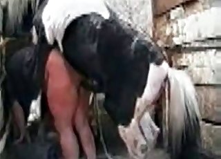 Fat ass dude gets ravaged by a horse