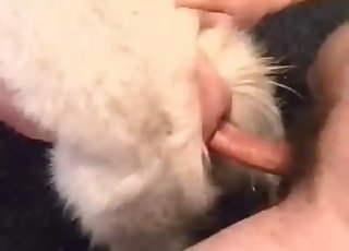 Animal ass fucked hard from behind
