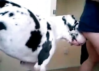 This doggy being trained for bestiality sex