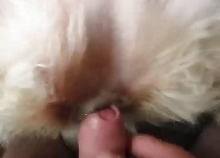 Slowly shoving my cock in tight dog anus