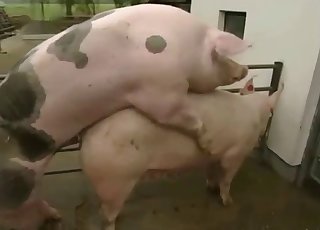 Two pigs enjoying a hardcore romp