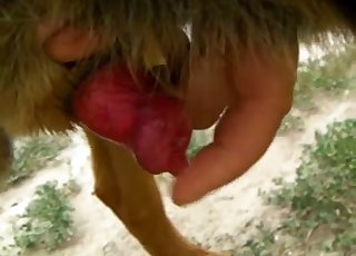 Dick comparison with an animal