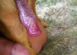 Dick comparison with an animal