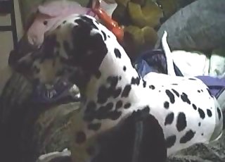 Dalmatian gets to suck a big fat cock