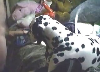 Dalmatiner får suge en stor feit kuk