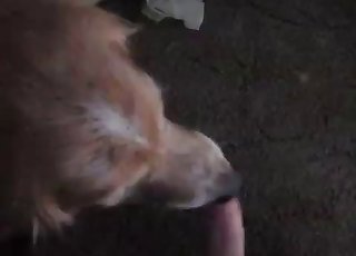 Dude gets a BJ from his dog