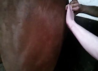 Shoving my loaded boner in horse ass