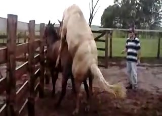 一匹肌肉發達的大馬猛烈地撞擊他的女朋友