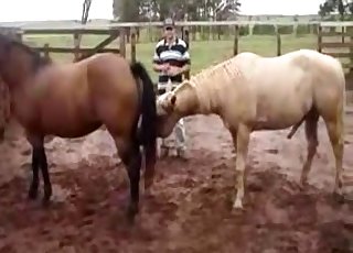 Big muscled horse pounds his girlfriend