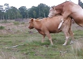 Wild cows are trying to fuck by the forest