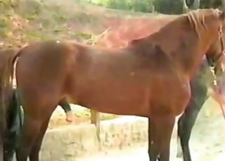 Close-up horse sex video, impressive