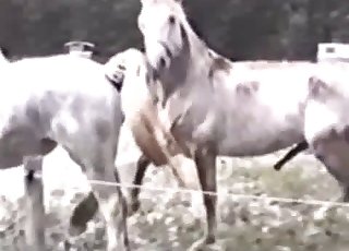 Two white horses fucking each other