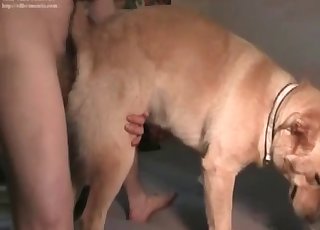 Thick doggo getting nailed from behind