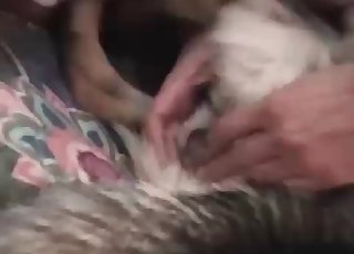 クローズアップの猛烈な獣姦