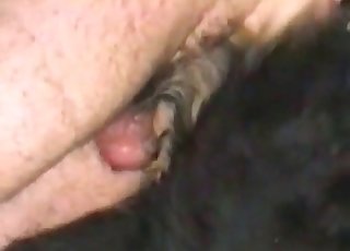 Dude fucking this horny dog sideways