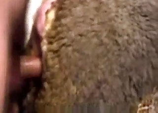 性感母羊从后面被狠狠地操了