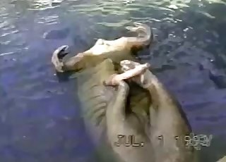 Pointy and hard dick of a sea beast