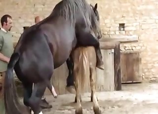 Two horses having nice sex in doggy pose