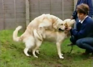 Two dogs gleefully fucking outdoors