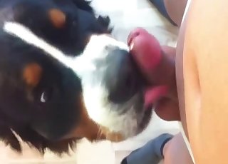 Dude jerking it in front of a dog