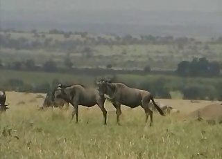Buffalo banging recorded in HD, zoo XXX