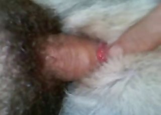 My short cock disappears in doggy anus
