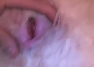 كلب أبيض فروي يتعرض لضربة قوية بإصبعه