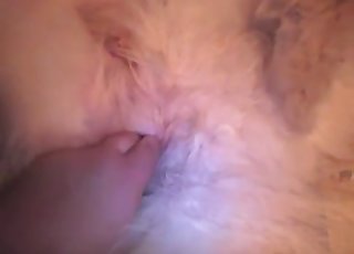 Furry white dog gets finger-blasted hard