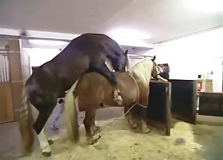 Two horses fuck like crazy, enjoy