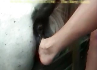 Cute chick and her playful white horse