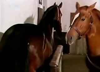 Two sexy-ass horses are about to fuck